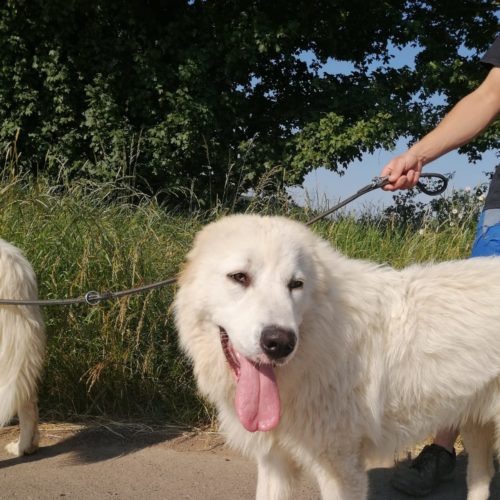 Französischer Vorstehhund, Typus Pyrenäen-Mix Knut