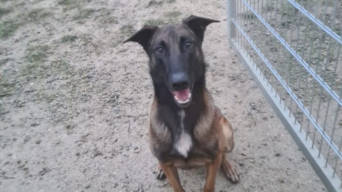 Belgischer Schäferhund Kaspar