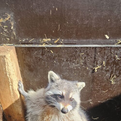 marlon_waschbär (2)