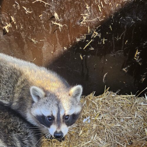 nelson_waschbär (1)