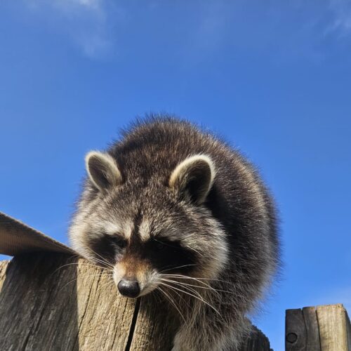 wolfgang_waschbär (2)