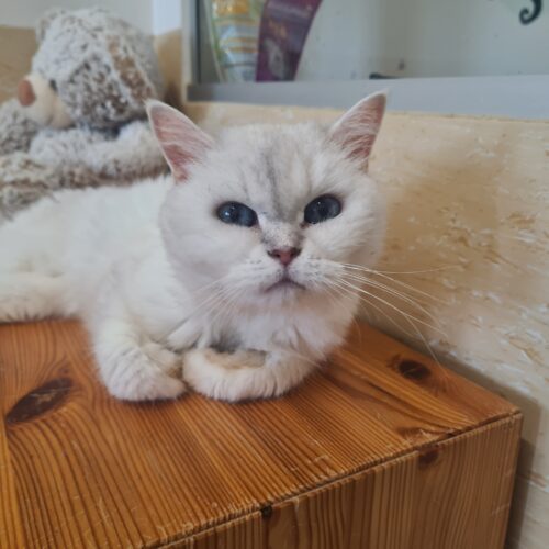 camilla_katze