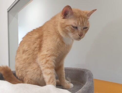 der_kleine_lord_katze