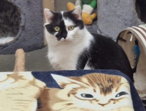 theo_katze