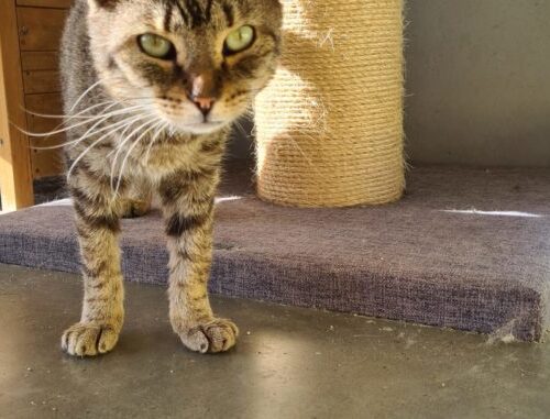 wackel_katze